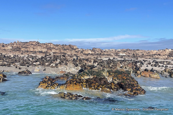 Cape fur seals, South Africa